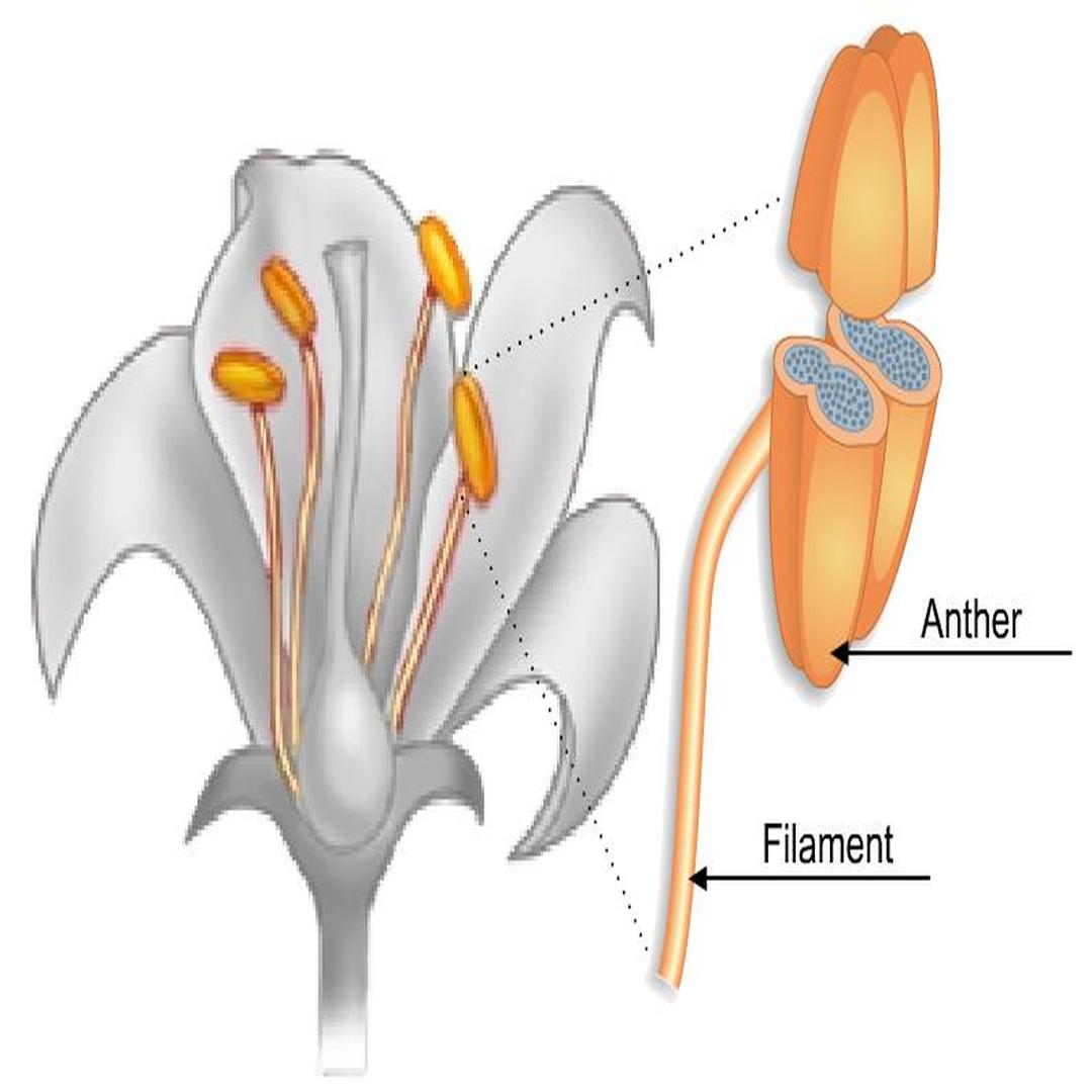 被子植物双受精