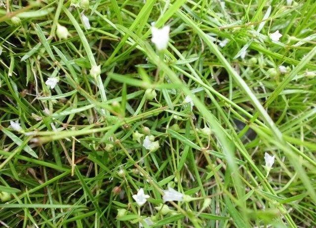 长梗白花蛇舌草 快懂百科