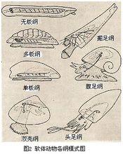 软体动物门 快懂百科