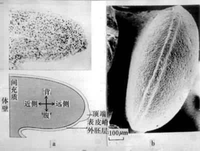 器官发生 快懂百科