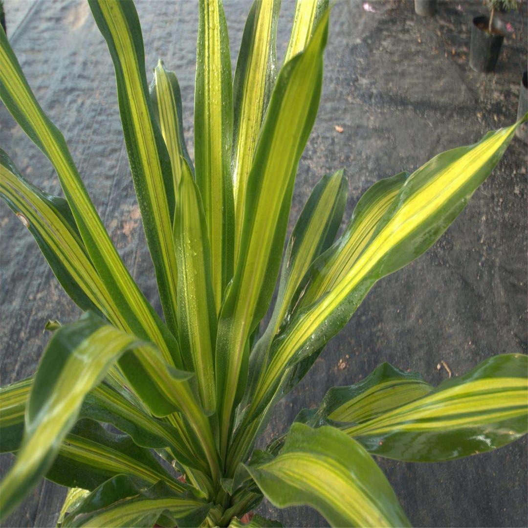 香龙血树[天门冬科龙血树属] - 头条百科