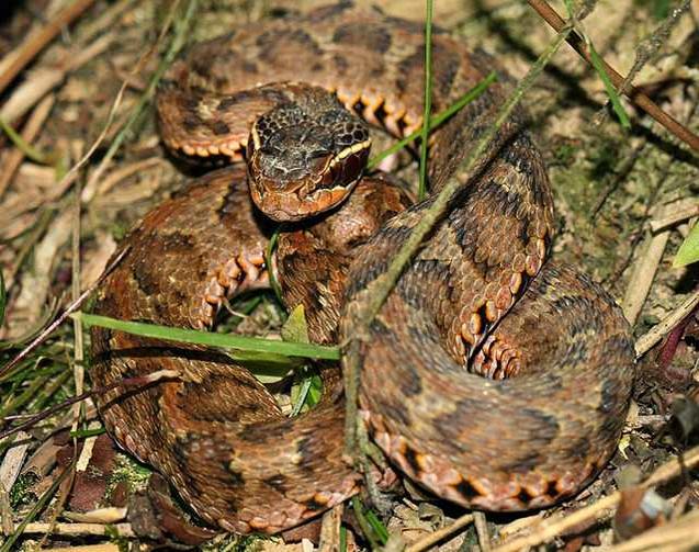 短尾蝮 有鳞目蝰科动物 头条百科