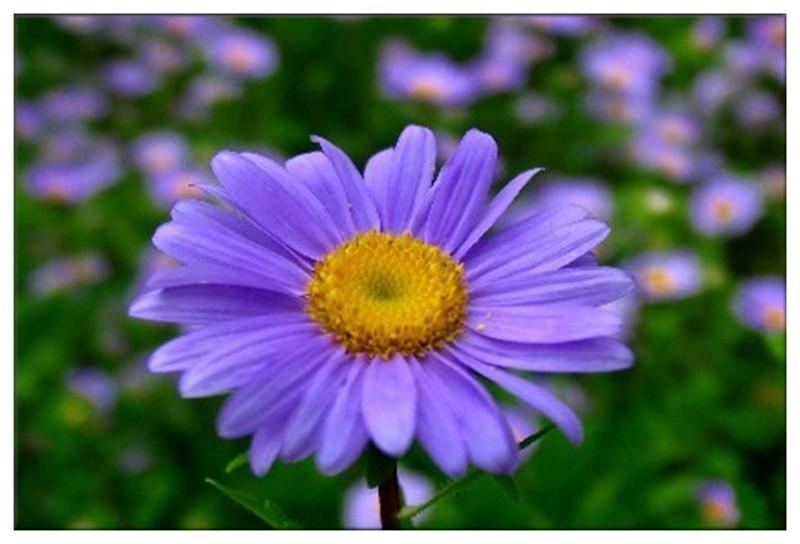 紫苑花 快懂百科