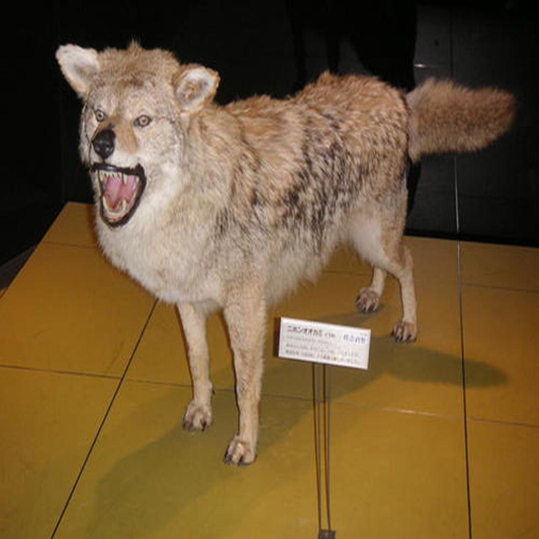 日本狼 头条百科