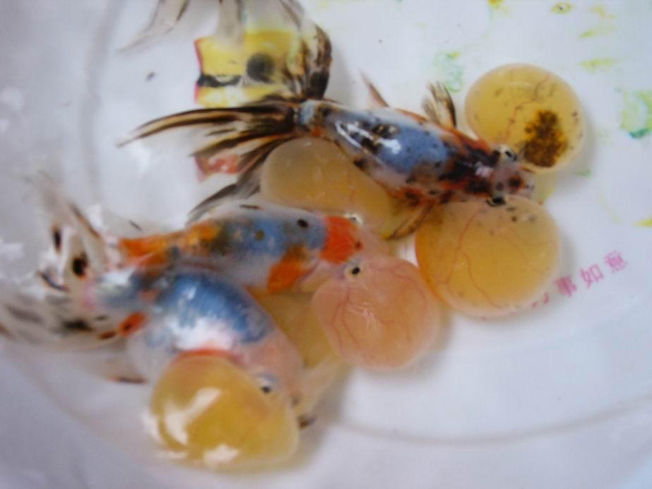 五花水泡 快懂百科