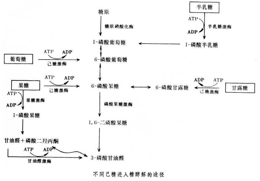 糖酵解 快懂百科