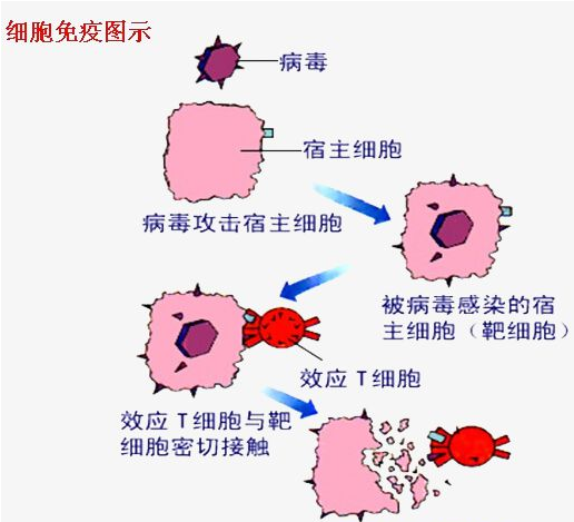 细胞免疫 - 快懂百科