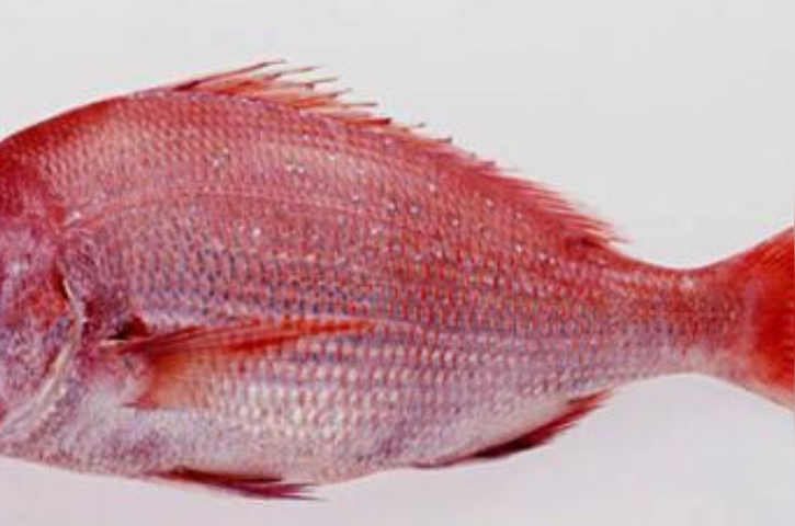 真鲷 体侧扁呈长椭圆形的底层鱼类 头条百科