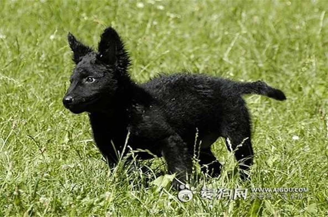 马地犬 马地犬 头条百科