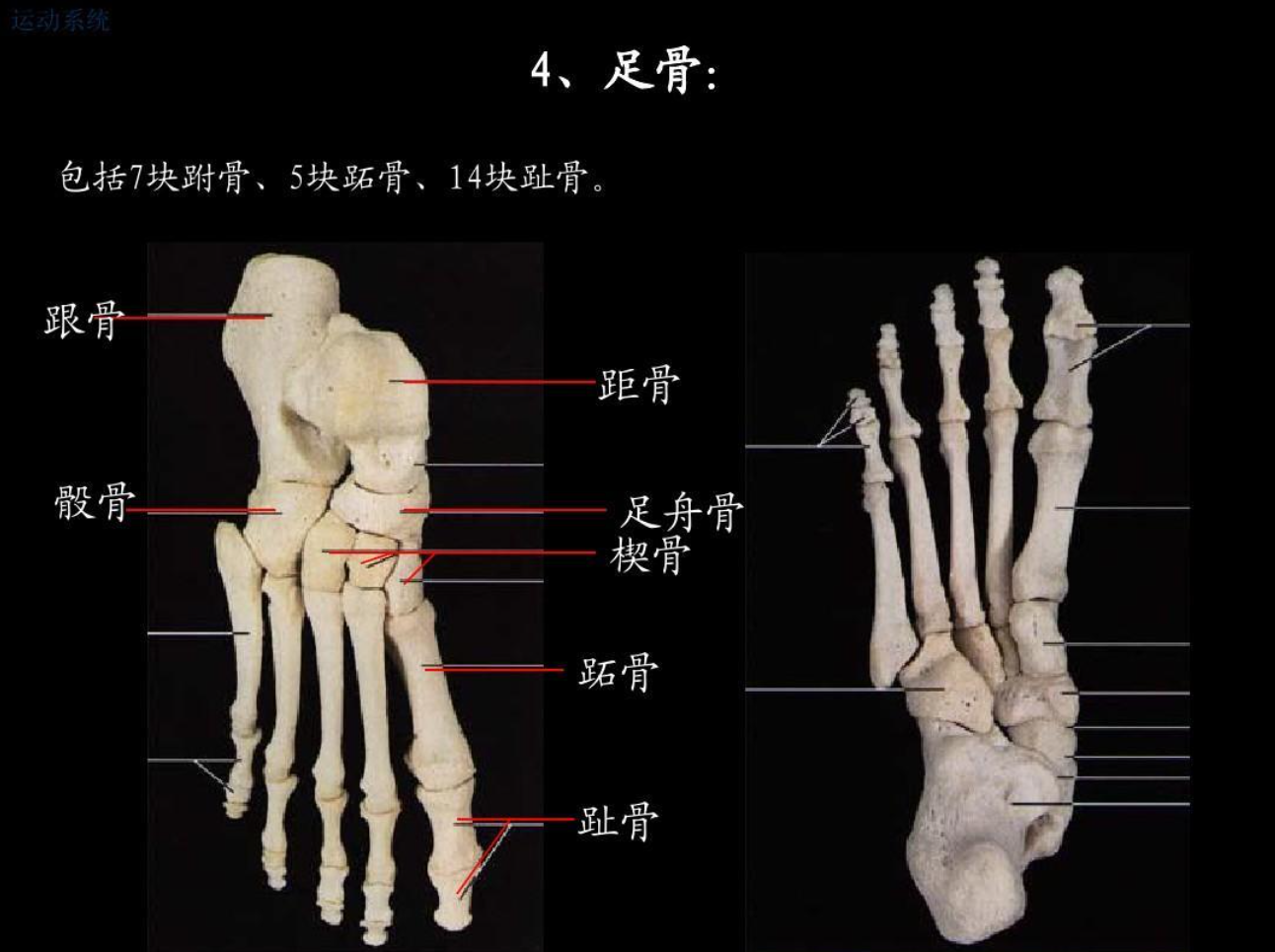 脚踝骨骼结构图_脚踝骨骼立体图_微信公众号文章