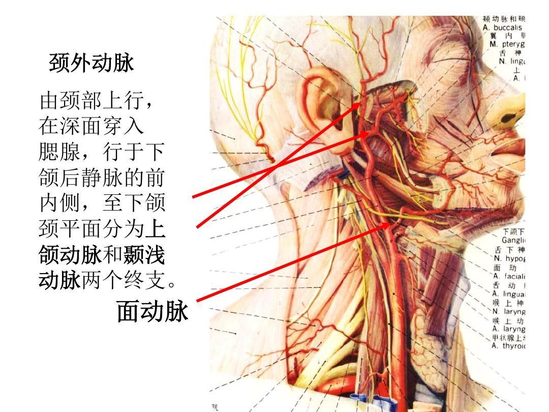 脑血管解剖学习笔记第27期：颈内动脉分段方法