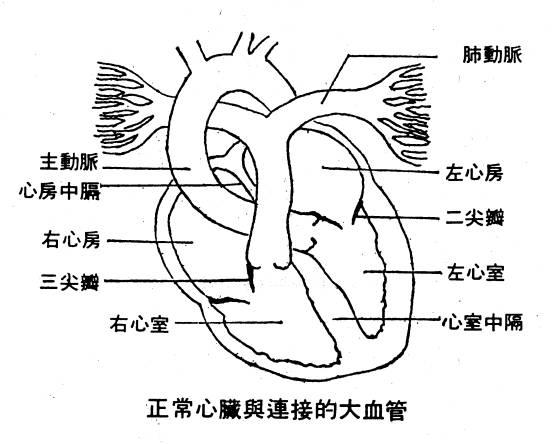 心脏损伤 快懂百科