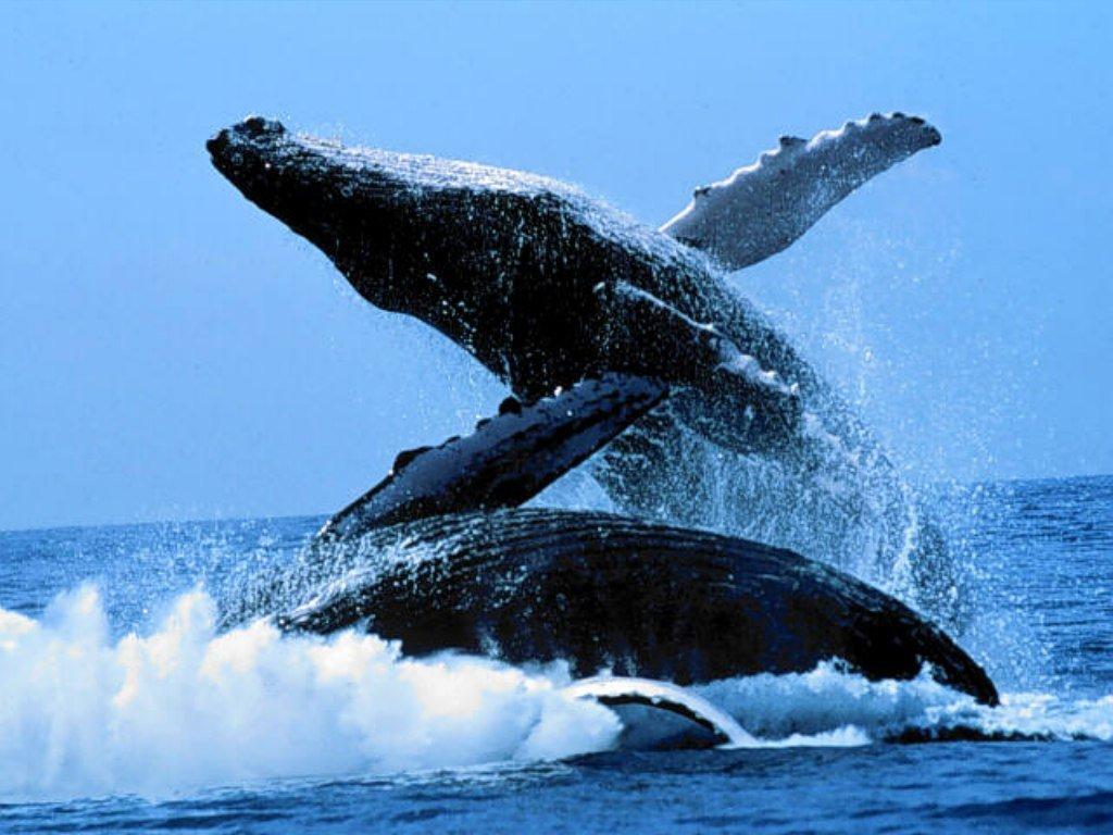 蓝鲸摄影图__海洋生物_生物世界_摄影图库_昵图网nipic.com