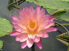 香水莲 快懂百科