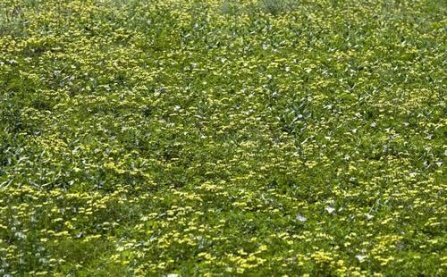 辅助蜜源植物 快懂百科