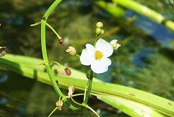 慈姑属 快懂百科